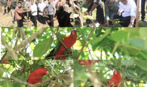 Bupati Ikram Malan Sangadji melepasliarkan burung endemik Maluku Utara, yaitu Nuri Ternate dan tanam pohon bersama Balai Taman Nasional Aketajawe-Lolobata. (Foto: Dok. Ist)